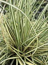 6 x Carex 'Evergold' - Zegge - P9 Pot (9 x 9cm) - Dima Vaste Planten