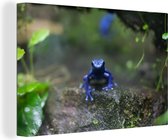 Canvas Schilderij Blauwe kikker in de jungle - 60x40 cm - Wanddecoratie