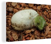 Caméléon du Yémen sur la toile de pierre 2cm