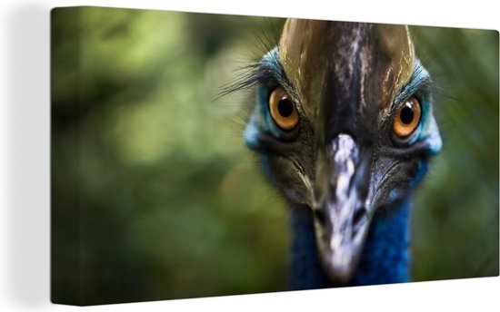 Gros plan sur toile casoar 2cm 160x80 cm - Tirage photo sur toile (Décoration murale salon / chambre) / Animaux sauvages Peintures sur toile