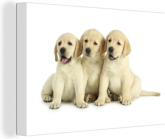 Canvas Schilderij Drie labrador puppy's - 60x40 cm - Wanddecoratie