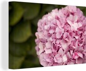 Gros plan d'un hortensia rose 140x90 cm - Tirage photo sur toile (Décoration murale salon / chambre) / Peintures Fleurs sur toile