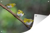 Muurdecoratie Vier Filipijnse brilvogels - 180x120 cm - Tuinposter - Tuindoek - Buitenposter