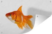 Affiche de jardin Poisson rouge sur fond blanc - Poisson rouge de profil sur fond blanc. 120x80 cm - Toile de jardin/Toile d'extérieur/ Peintures d'extérieur (décoration de jardin)