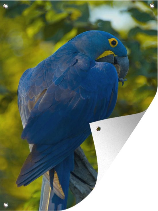 Affiche jardin - Toile jardin - Posters de jardin extérieur - Ara hyacinthe fond flou - 90x120 cm - Jardin