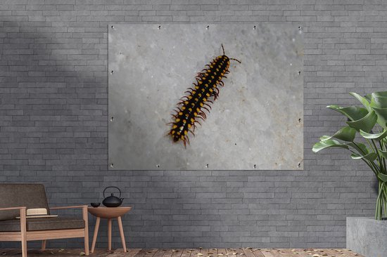 Affiche jardin Centipede - Centipede noir à pois jaune Affiche jardin toile lâche 160x120 cm - Toile jardin/Toile d'extérieur/ Peintures pour l'extérieur (décoration jardin) XXL / Groot format !