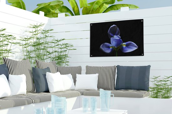 Décoration de jardin Iris pour fond noir - 60x40 cm - Affiche de jardin - Toile de jardin