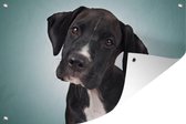 Muurdecoratie Lieve zwart-witte hond - 180x120 cm - Tuinposter - Tuindoek - Buitenposter
