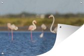 Muurdecoratie Een groep flamingo's in het water - 180x120 cm - Tuinposter - Tuindoek - Buitenposter