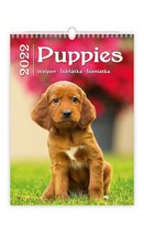 Helma C171-22 Puppies 2022 Kalpa Wandkalender 24 x 33 cm