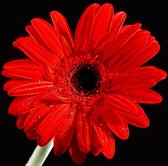 Tuinposter - Bloem - Gerbera in rood / wit / zwart - 120 x 120 cm