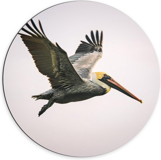 Dibond Wandcirkel - Vliegende Vogel met Lange Snavel - 70x70cm Foto op Aluminium Wandcirkel (met ophangsysteem)