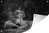 Muurdecoratie Leeuwen - Zwart - Wilde dieren - 180x120 cm - Tuinposter - Tuindoek - Buitenposter