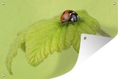 Muurdecoratie Lieveheersbeestje groen blaadje - 180x120 cm - Tuinposter - Tuindoek - Buitenposter