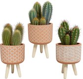 Cereus mix in terracotta betonpot op 3 pootjes | 3 stuks | Ø 10,5 cm |  21 - 26 cm