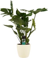 FloriaFor - Monstera Deliciosa - Elho Brussels Soap - - ↨ 70cm - ⌀ 21cm