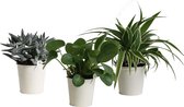 FloriaFor - Mini Green | Trio Eden Collection ® In Zomers Zink (creme) - - ↨ 15cm - ⌀ 10cm