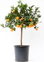 FloriaFor - Citrus Calamondin - - ↨ 80cm - ⌀ 22cm