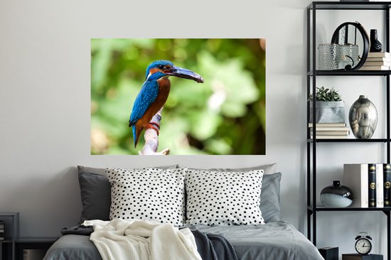 Sticker Muursticker Martin-pêcheur - Martin-pêcheur avec prise - 120x80 cm - film adhésif autocollant - sticker mural repositionnable