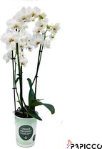 Papicco BASIC CHIC Mary - Orchidee - 5-tak - Phalaenopsis - Wit