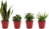 Set van 4 Kamerplanten - Aloe Vera & Peperomia Green Gold & Coffea Arabica & Sansevieria Superba - ± 25cm hoog - 12cm diameter - in rode pot