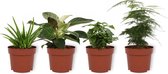 Set van 4 Kamerplanten - Aloe Vera & Asparagus Plumosus & Coffea Arabica & Philodendron White Wave - ± 25cm hoog - 12cm diameter