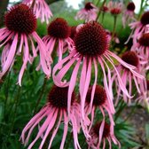 6x Echinacea pallida - Zonnehoed - Pot 9x9 cm