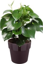 Mama's Planten - Peperomia Polybotrya ‘Raindrop’ In ELHO Sierpot (paars) - Vers Van De Kweker - ↨ 65cm - ⌀ 30cm