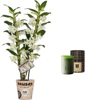 Mama's Bloemen - Set Bamboo Orchid ‘Pure White Appolon’ En Geurkaars Lucky Candle Green - Vers Boeket Bloemen - ↨ 50cm - ⌀ 12cm