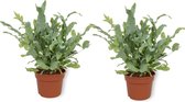 2x Kamerplant Phlebodium Blue Star – Blauwvaren - ± 25cm hoog – 12 cm diameter