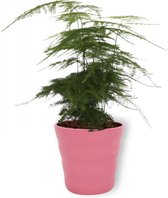 Kamerplant Asparagus Plumosus – Aspergeplant - ± 25cm hoog – 12 cm diameter - in roze sierpot