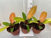 Philodendron Prince of Orange 30cm↑ Potmaat Ø17cm Kamerplant