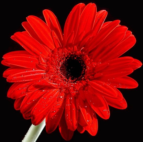 Tuinposter - Bloem - Gerbera in rood / wit / zwart - 80 x 80 cm