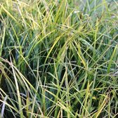 6x Carex morrowii 'Variegata' - Zegge - Pot 9x9 cm