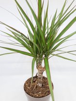 Dracaena Marginata kamerplant hoog 40cms  potmaat Ø 10cms (incl verzending)