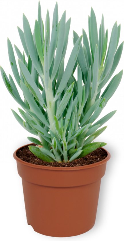 Kamerplant Senecio Curio Mount Everest - ± 25cm hoog – 12 cm diameter