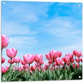 Tuinposter – Roze Tulpenveld - 80x80cm Foto op Tuinposter  (wanddecoratie voor buiten en binnen)