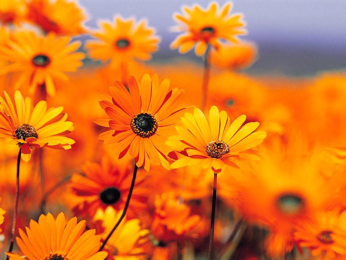 Orange bloemen tuinposter los doek 107x80 cm - Tuindoek / Schilderij voor buiten / Tuindecoratie