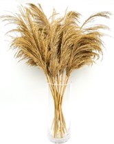 Pampas gras pluimen 10 stuks ↕ ca. 70 cm (Trendy, Chic, Luxury, Bohemian, Interieur, Droogbloemen)