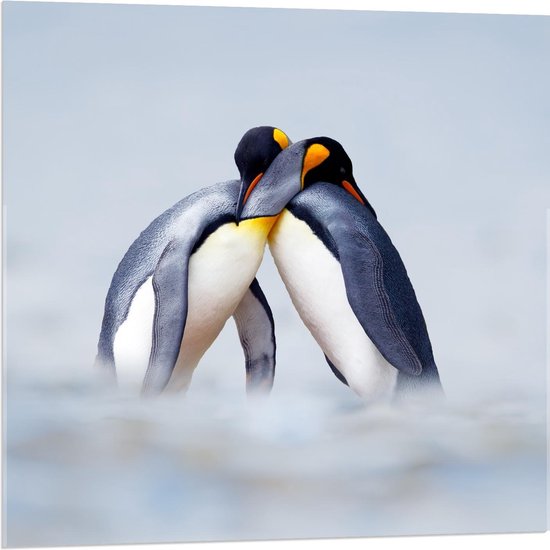 Acrylglas –Pinguïns – 40x30 (Wanddecoratie op Acrylglas)