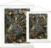 Hyla - Batrachia (Kunstformen der Natur), Ernst Haeckel - Foto op Textielposter - 45 x 60 cm