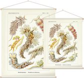Aeolis - Nudibranchia (Kunstformen der Natur), Ernst Haeckel - Foto op Textielposter - 90 x 120 cm