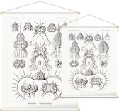 Elaphospyris - Spyroidea (Kunstformen der Natur), Ernst Haeckel - Foto op Textielposter - 90 x 120 cm