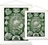 Pegasus - Teleostei (Kunstformen der Natur), Ernst Haeckel - Foto op Textielposter - 120 x 160 cm