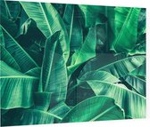 Palm bladeren - Foto op Plexiglas - 90 x 60 cm