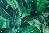 Palm bladeren - Foto op Tuinposter - 90 x 60 cm