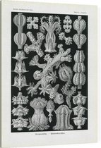 Gorgonia - Gorgonida (Kunstformen der Natur), Ernst Haeckel - Foto op Canvas - 45 x 60 cm