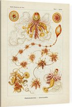 Epibulia - Siphonophorae (Kunstformen der Natur), Ernst Haeckel - Foto op Canvas - 45 x 60 cm