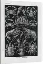 Parthenope - Decapoda (Kunstformen der Natur), Ernst Haeckel - Foto op Canvas - 75 x 100 cm