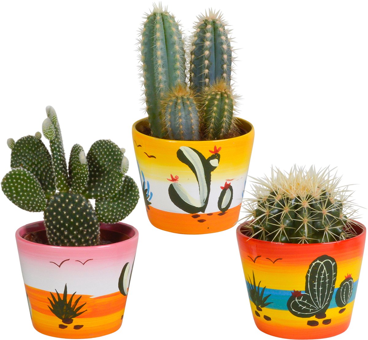 Cactus mix in Mexicaanse pot | 3 stuks | Ø 12 cm | 17-23 cm